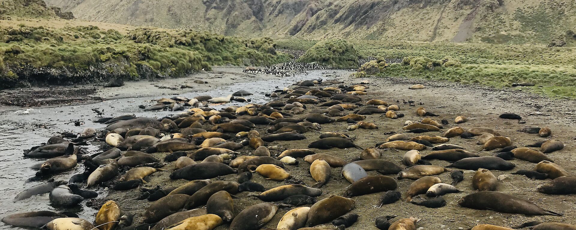 A large group of seals wallow in a brown creek