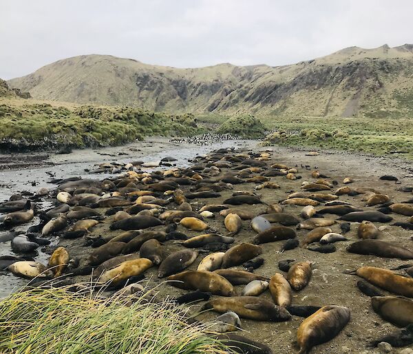 A large group of seals wallow in a brown creek