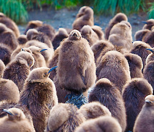Fluffy brown penguin chicks huddle together