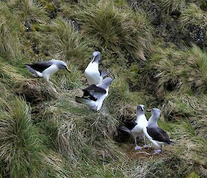 Five albatross squabble on the side of a green grassy hill