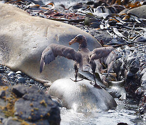 A brown petrel sits on a seal amongst rocks and kelp
