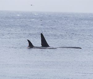 Two whale fins are visible in a grey ocean