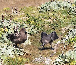 Two brown skuas amongst the green grass and small plants