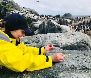 A person in a yellow jacket collects bird scats from a rock