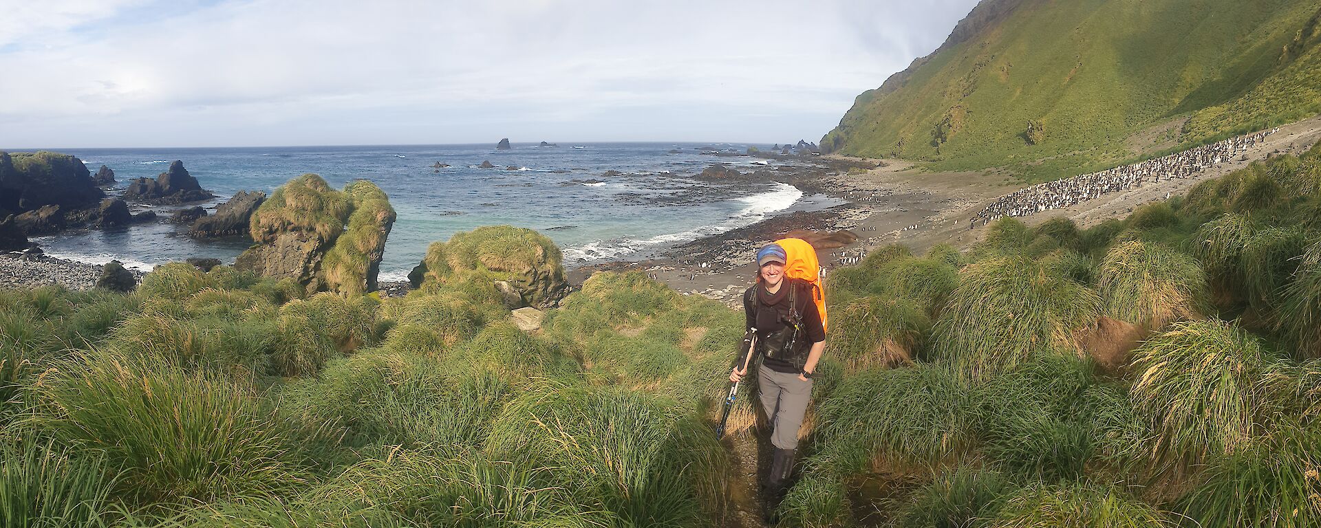 A hiker stands on a track surrounded by grassy tussocks