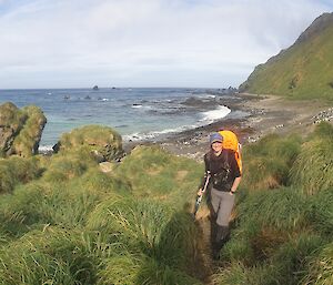 A hiker stands on a track surrounded by grassy tussocks