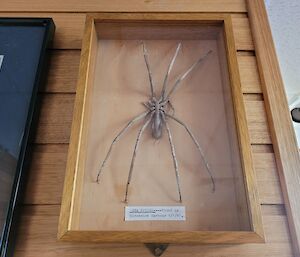 A crab which is shaped like a large spider is preserved and framed in a wooden box