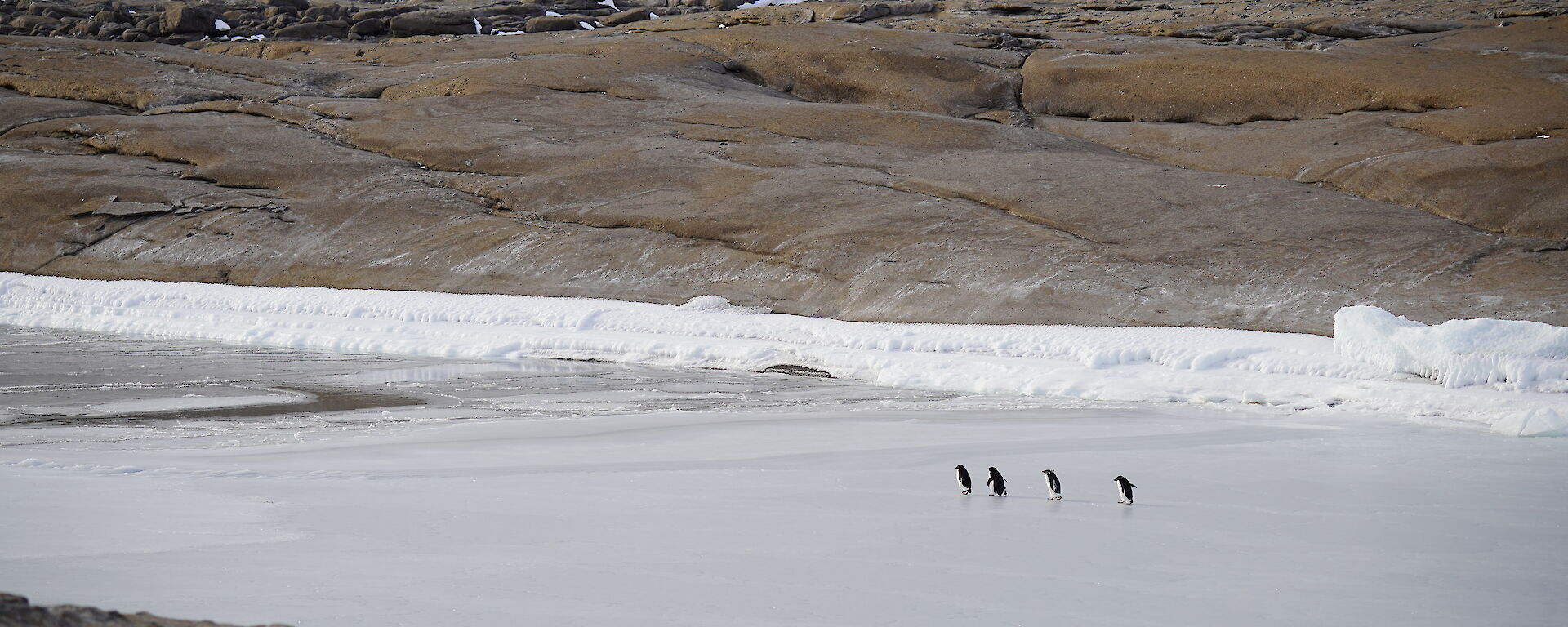 A group of four adelie penguins walking in a line across freshly formed sea ice in channel between two rocky outcrops