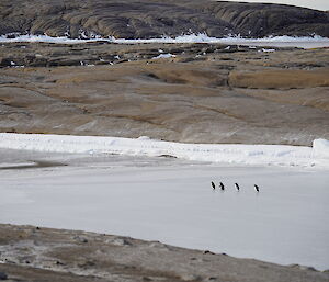 A group of four adelie penguins walking in a line across freshly formed sea ice in channel between two rocky outcrops