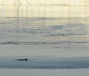 Fin of a whale protrudes from water, nearby there is sea-ice and in the background the bottom of ice cliffs