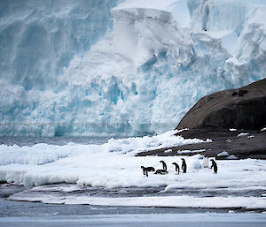 In foreground a group of six Adelie penguins stand on ice covered outgroup, behind if rocky peninsula and then ice cliffs
