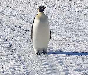 A large penguin standing on the ice