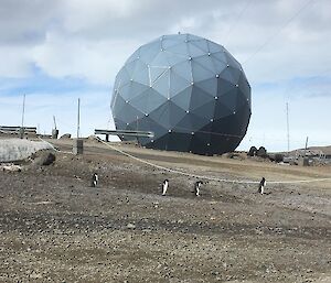 4 penguins walking across the road with the large round building in the background