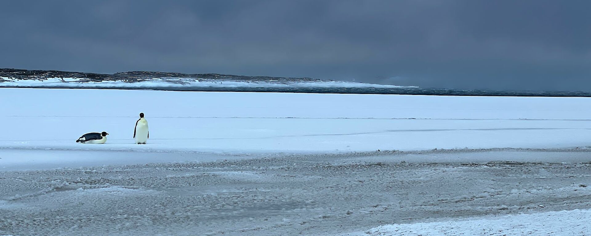 Two emperor penguins, one standing one on belly, stand on flat sea ice with ridge of land behind and grey skies above