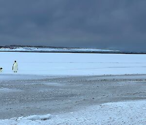Two emperor penguins, one standing one on belly, stand on flat sea ice with ridge of land behind and grey skies above