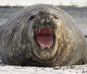 An elephant seal, large and round, faces the camera. Its yawn shows a wide, pink tongue and four yellowed canine teeth. There are some dustings of snow on its coat and its whiskers are coated with ice