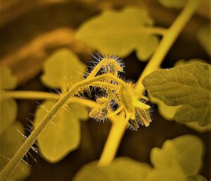 Close up photos of a tomato flower, stalk has hairs sticking out and flower has pointed yellow petals.