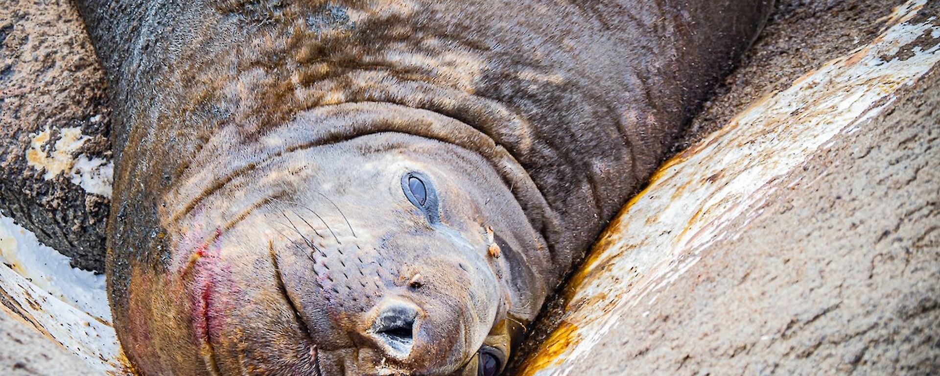 A close-up of an elephant seal lying amid smears of bodily waste in a rocky hollow