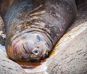 A close-up of an elephant seal lying amid smears of bodily waste in a rocky hollow