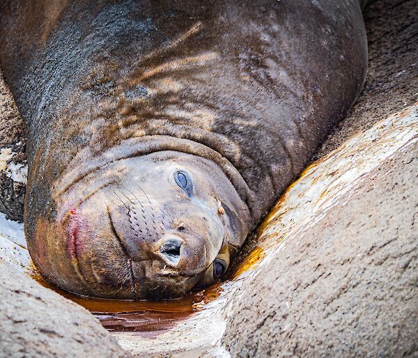 A close-up of an elephant seal lying amid smears of bodily waste in a rocky hollow