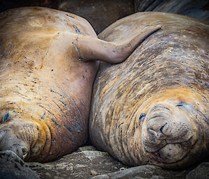 Two elephant seals lying up against each other on the rock. One seal has placed its flipper on its neighbour's back. They appear to be relaxed and contented