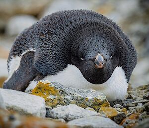 A close-up of an Adélie penguin in a relaxed position, lying on its belly with its eyes closed
