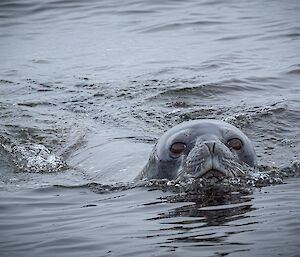 A seal swimming with just its head above the water. Its large brown eyes are turned towards the camera