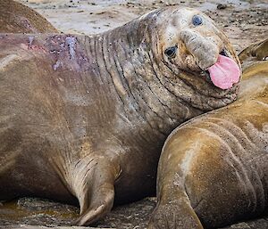 One of a herd of elephant seals has lifted its head and is showing its bright pink tongue to the camera