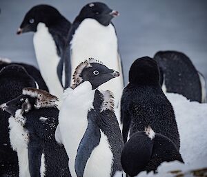 A close view of a flock of penguins. A few are in the process of moulting and have patches of new feather growth on their heads and shoulders