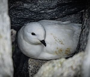A small white bird with a black beak and eyes is nestled in a crevice between some rocks