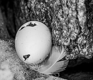 A punctured eggshell and a white feather left in a rock crevice