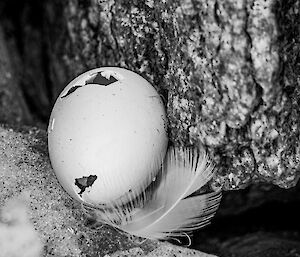 A punctured eggshell and a white feather left in a rock crevice