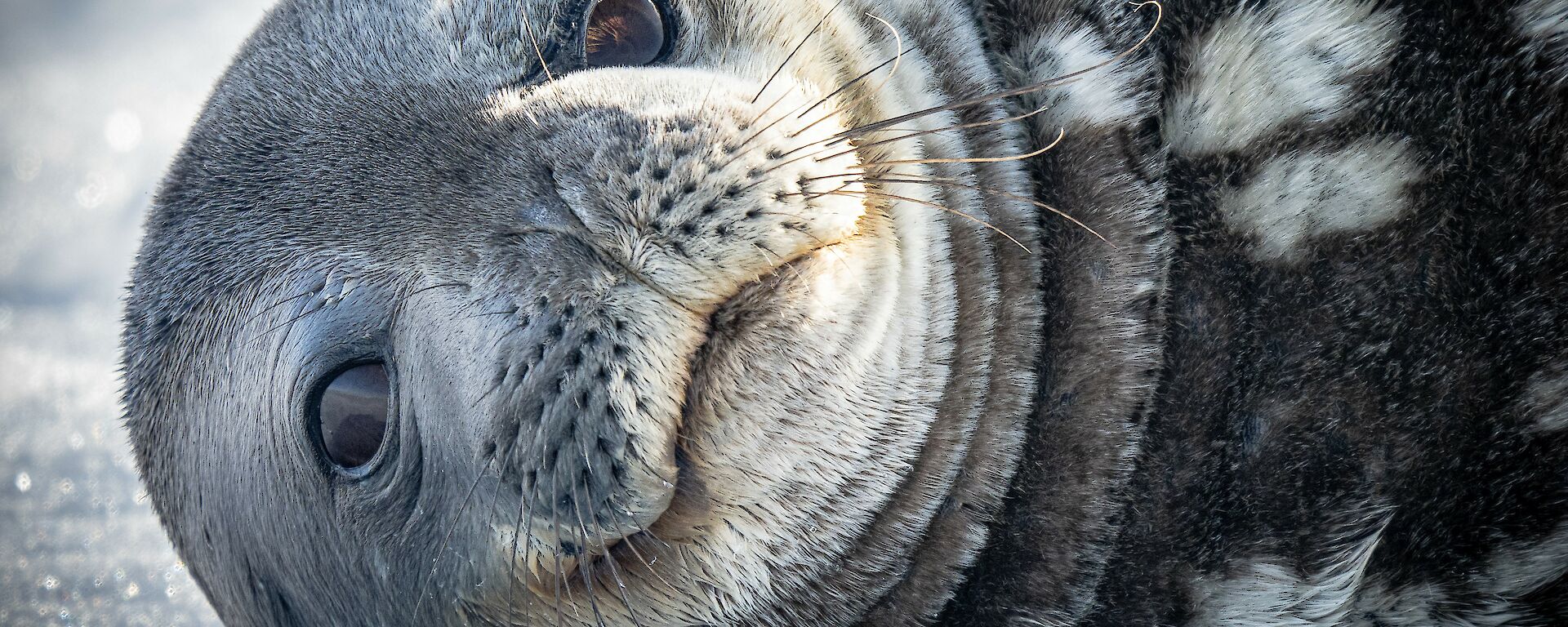 A close-up view of the face of a Weddell seal lying on ice. Its rounded features give it a friendly look. It has a dark coat of fur with white spots