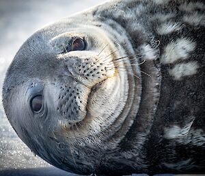 A close-up view of the face of a Weddell seal lying on ice. Its rounded features give it a friendly look. It has a dark coat of fur with white spots