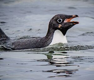 An Adélie penguin swimming at the surface of the water. Its tail is lifted, its eyes are wide and its beak is open - it appears to be calling out in alarm