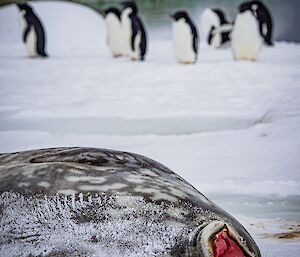 In the foreground, a seal is lying on its back in the snow and yawning widely, showing a red mouth with yellow pointed teeth. A number of penguins stand together in the background