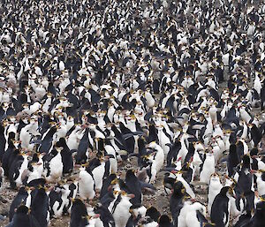 1000's of moulting royal penguins