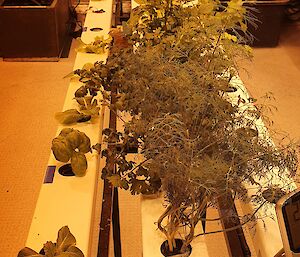 Three channels of hydroponics tubing with seedlings interspersed along the length of the tubes