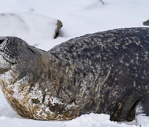 An elephant seal relaxing on snow-covered ground. There are many nicks and scratches in its hide
