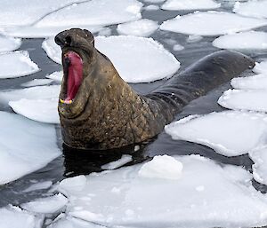 A brown seal with a pendulous snout lies in water amidst plates of floating ice. The seal is yawning widely, showing a red mouth and yellow fangs