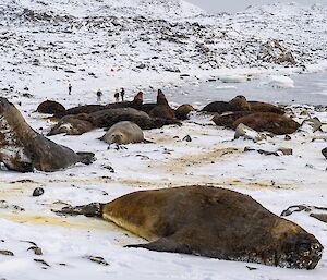 A herd of large, brown seals lies on a snow-covered, rocky beach. Four people stand in the background at a distance from the seals