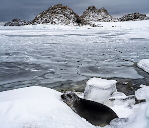 An ocean cove, water covered with interlocking plates of thin ice. In the foreground, a young seal rests on snow-covered rocks at the shore. In the background are a few steep hills