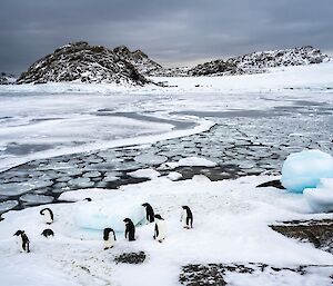 An ocean cove, water covered with plates and wide sheets of newly-formed ice. A group of penguins stands on one side of the cove. Rocky hills line the shore at the other side of the cove