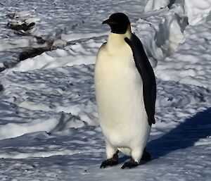 Emperor penguin stand tall center picture on rough sea ice.