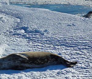 Weddell seal sleeping in foreground with second emerging from water in background