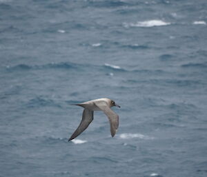 Large bird in flight with sea as background