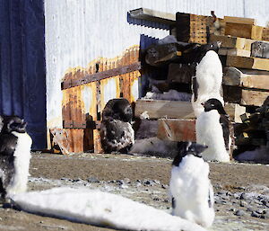 Six adelie penguins in various stages of moult standing in front of metal building and on top of stack of timber