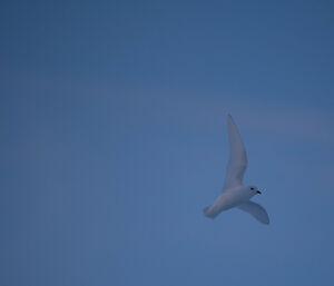 Snow petrel with wing outstretched flies across a purple tinted sky
