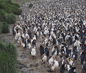 Hundreds of moulting Royal penguins in a huddle
