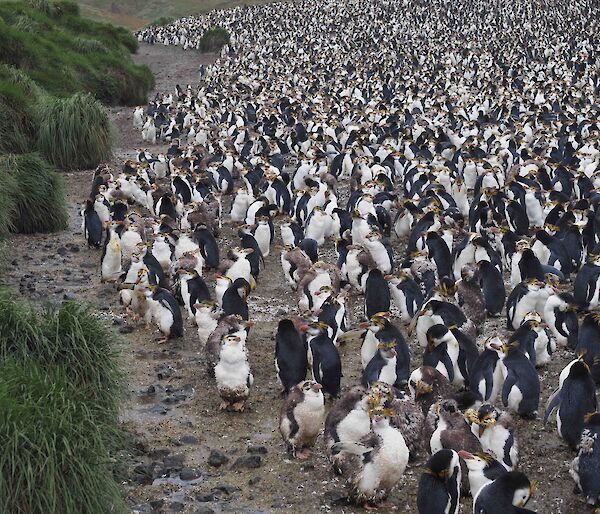Hundreds of moulting Royal penguins in a huddle